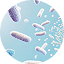 Bacillus Coagulans
