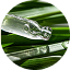 Bamboo Silica & Astaxanthine